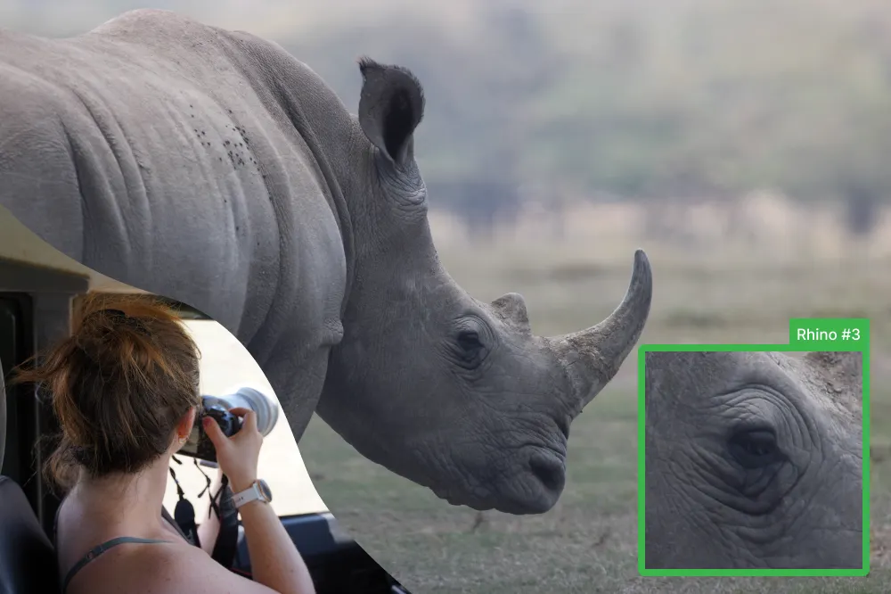 A white rhino photographed from a field vehicle, with a detection overlay identifying it