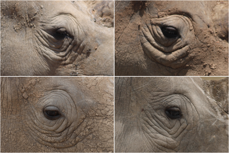 four rhinos, four eye wrinkle patterns. no two alike